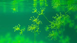 Brevel amplia captação e revoluciona mercado de microalgas e proteínas vegetais