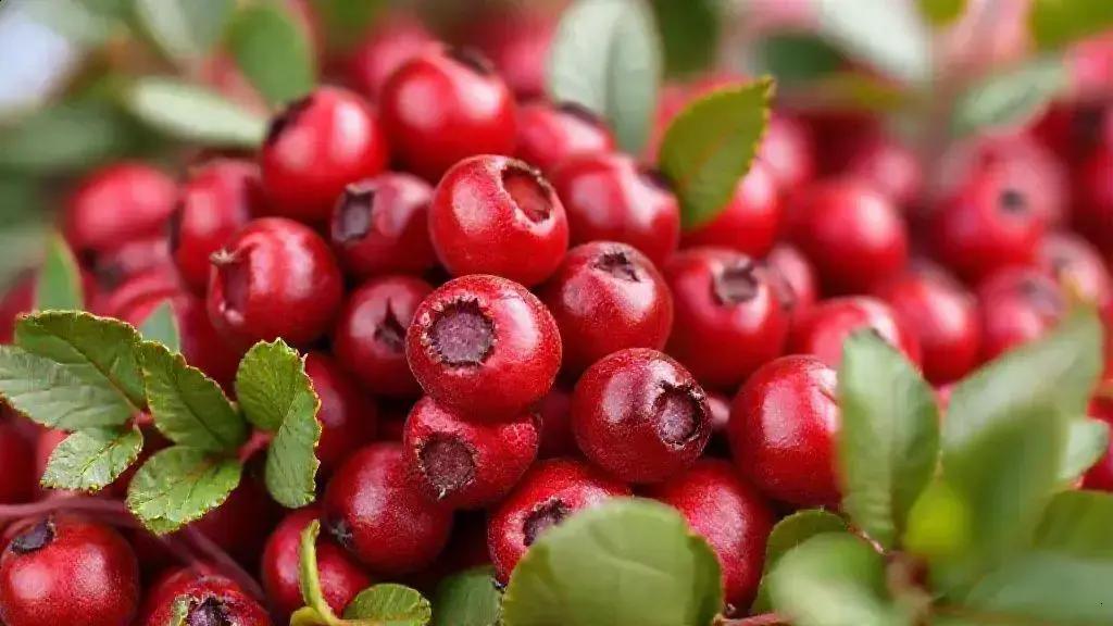 Benefícios das Cranberries: Saúde e Receitas Veganas para o Dia a Dia