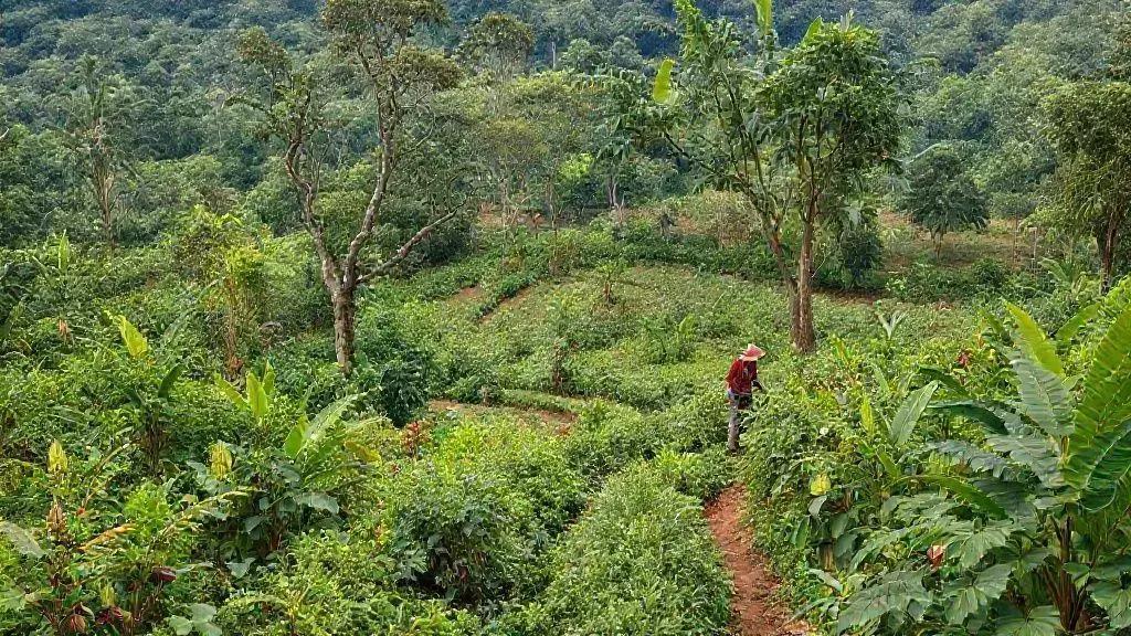 O impacto ambiental da produção de chocolate