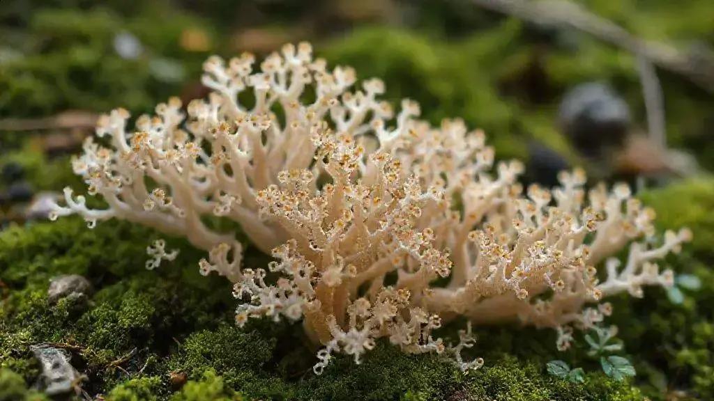 Spermidina: O Nutriente da Longevidade Derivado do Micélio