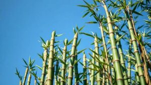 Bambu: O Superalimento que Pode Transformar sua Saúde