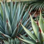 Descubra os Benefícios do Agave e Como Usá-lo em Receitas Veganas